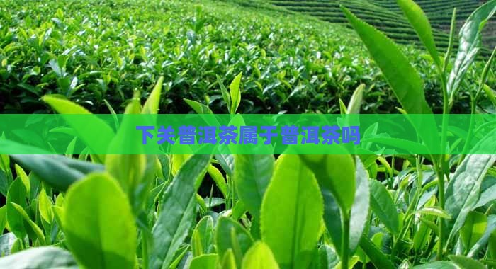 下关甲沱属于普洱茶吗