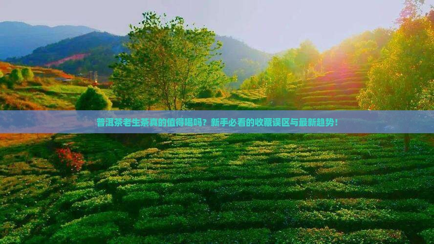 普洱茶老生茶的特点