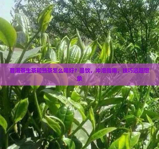 普洱茶生茶和熟茶怎么喝好