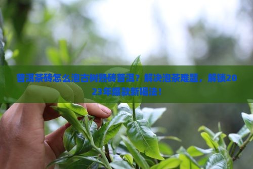 普洱茶砖怎么泡古树熟砖普洱
