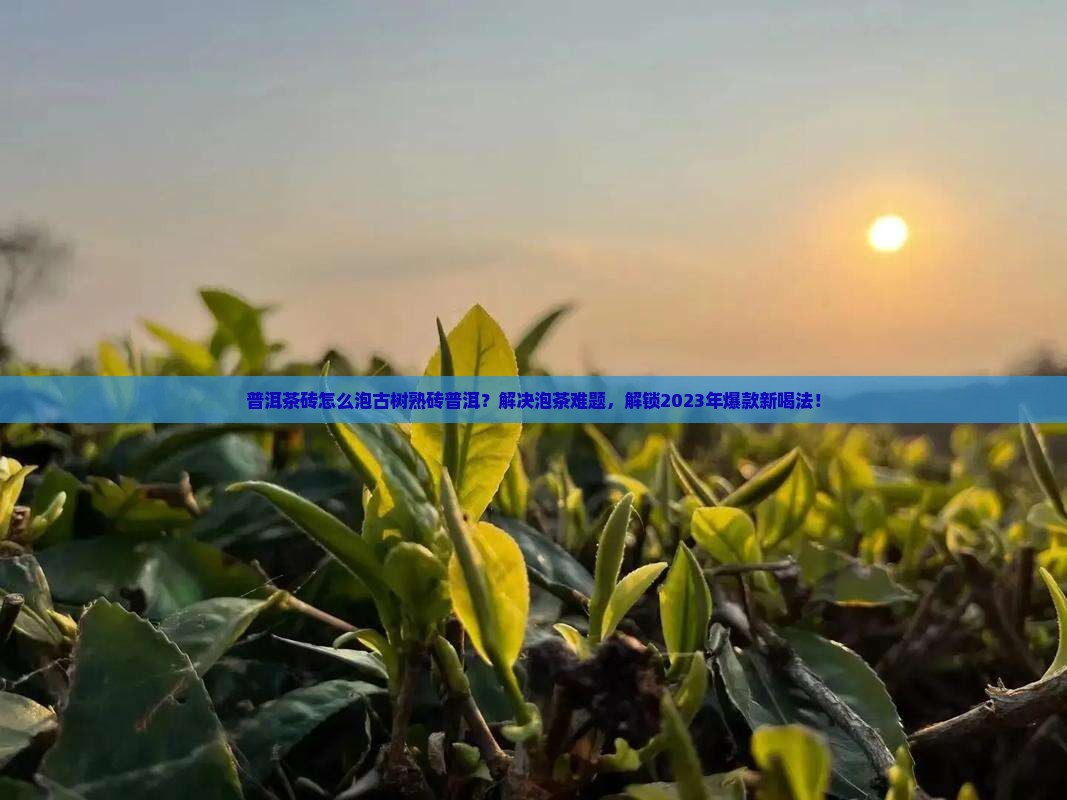 普洱茶砖怎么泡古树熟砖普洱