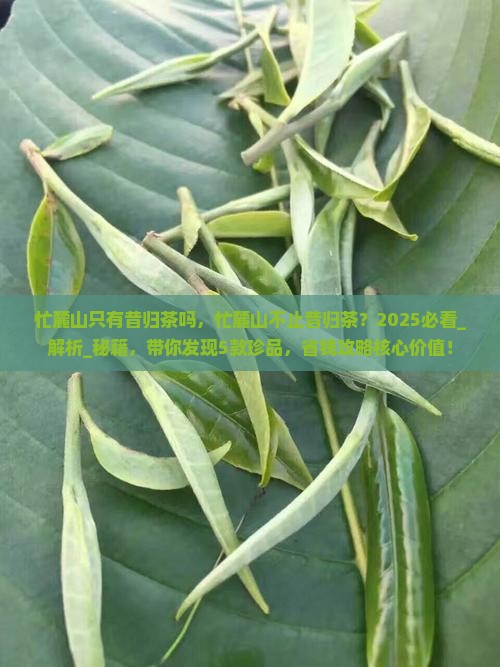 忙麓山只有昔归茶吗