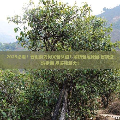 我买的普洱茶为什很苦
