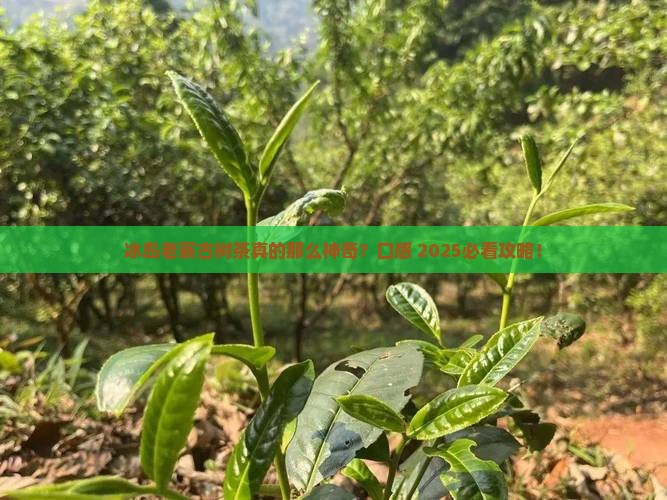 冰岛老寨古树茶口感特点介绍