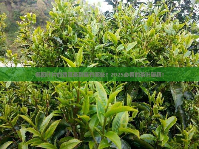 椭圆形叶片的普洱茶有哪些