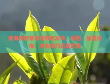 普洱茶老茶茶汤颜色发黄
