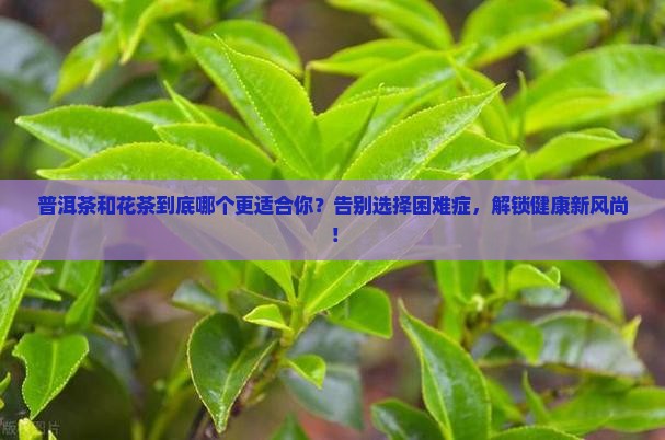 普洱茶与花茶区别