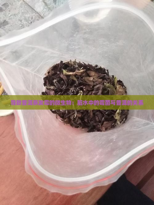 导致普洱茶发霉的微生物
