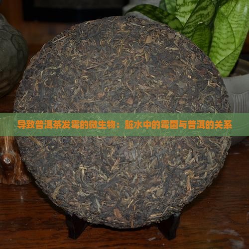 导致普洱茶发霉的微生物