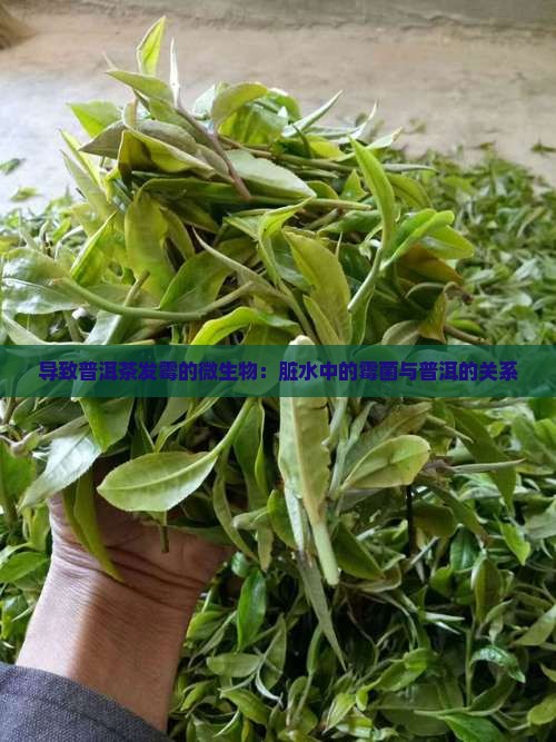 导致普洱茶发霉的微生物