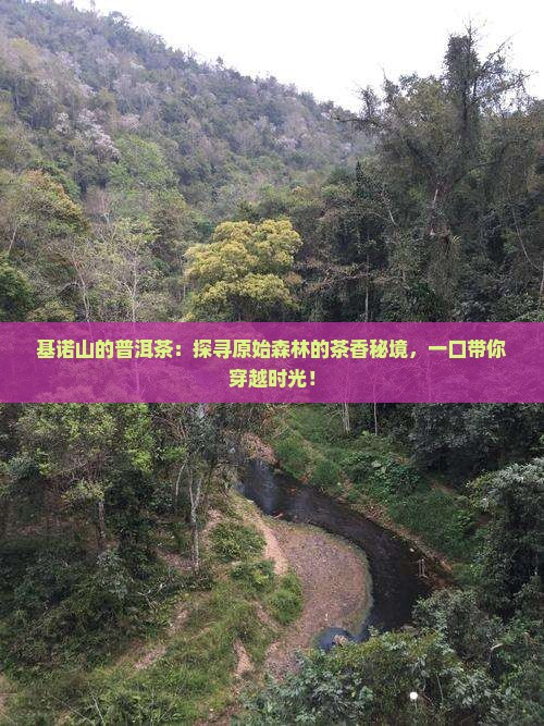 基诺山的普洱茶