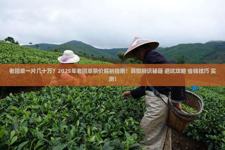 老班章一片几十万