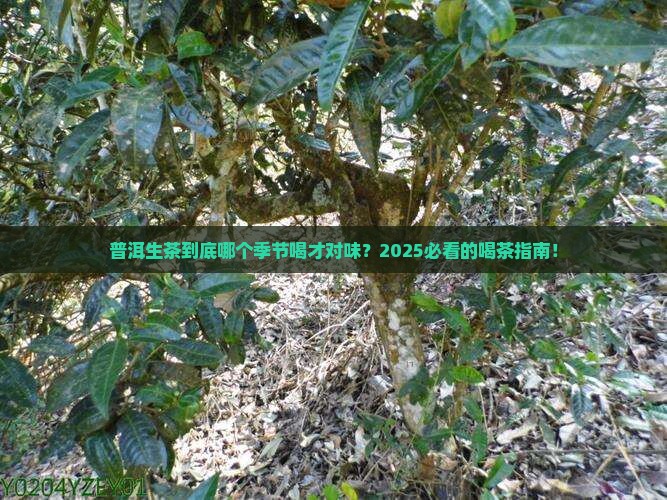 普洱茶生茶适应哪个季节喝