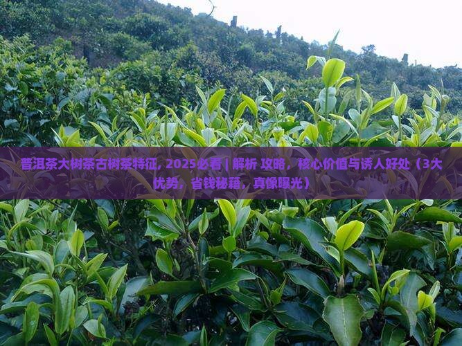普洱茶大树茶古树茶特征