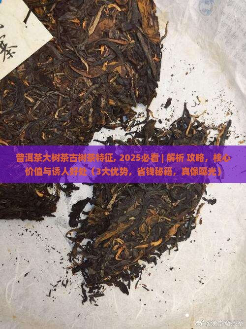 普洱茶大树茶古树茶特征