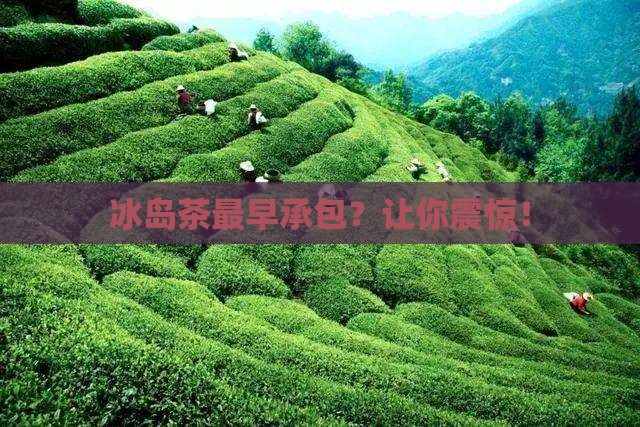 冰岛茶最早承包