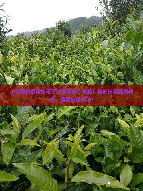小甘菊普洱茶长毛了还能喝吗