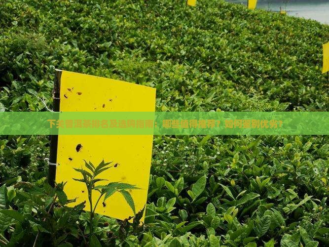 下关普洱茶排名及选购指南：哪些值得推荐？如何鉴别优劣？