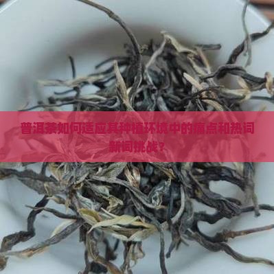 普洱茶如何适应其种植环境中的痛点和热词新词挑战？