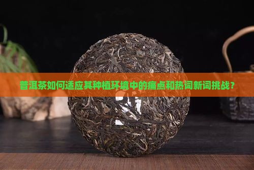 普洱茶如何适应其种植环境中的痛点和热词新词挑战？