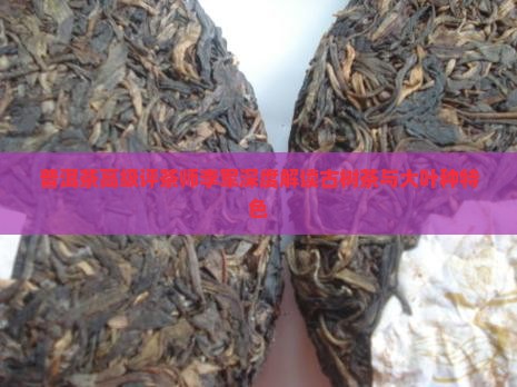 普洱茶高级评茶师李军深度解读古树茶与大叶种特色