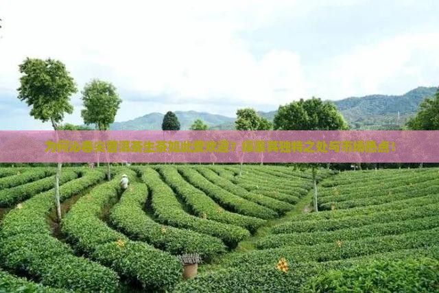 为何沁春尖普洱茶生茶如此受欢迎？探索其独特之处与市场热点！