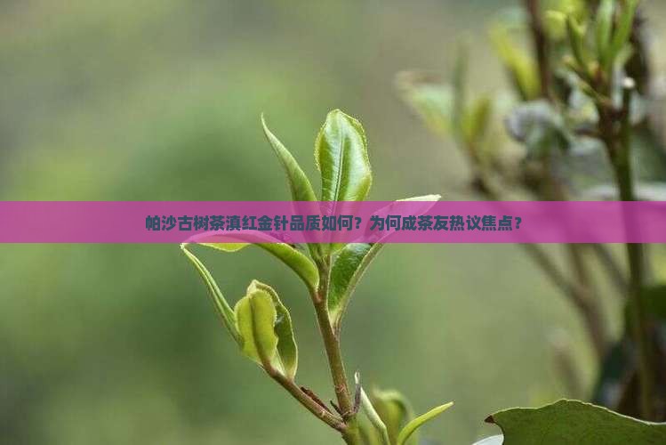 帕沙古树茶滇红金针品质如何？为何成茶友热议焦点？