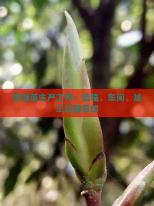 普洱茶生产工作：流程、车间、加工过程总结