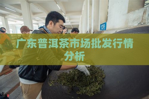 广东普洱茶市场批发行情分析