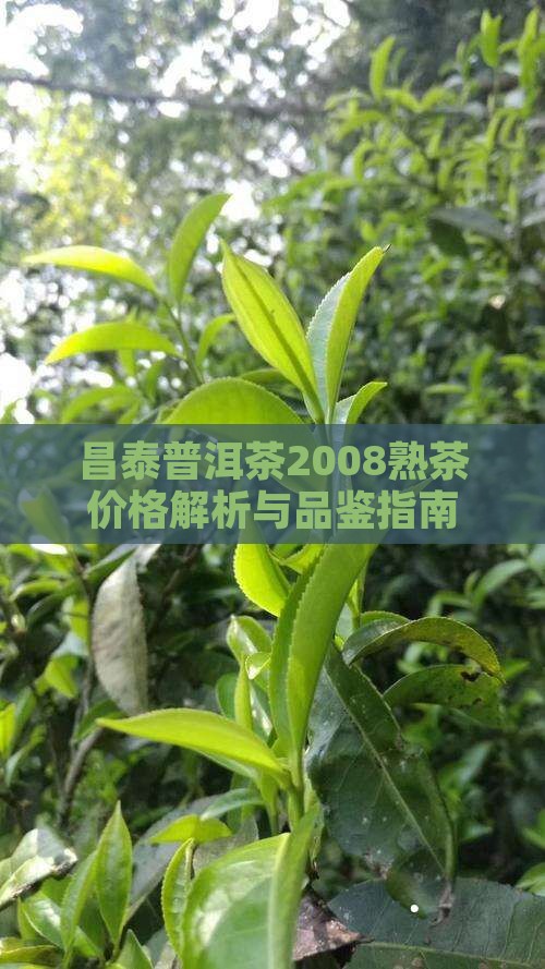 昌泰普洱茶2008熟茶价格解析与品鉴指南