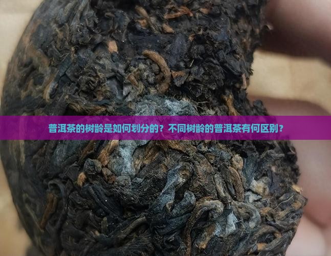 普洱茶的树龄是如何划分的？不同树龄的普洱茶有何区别？