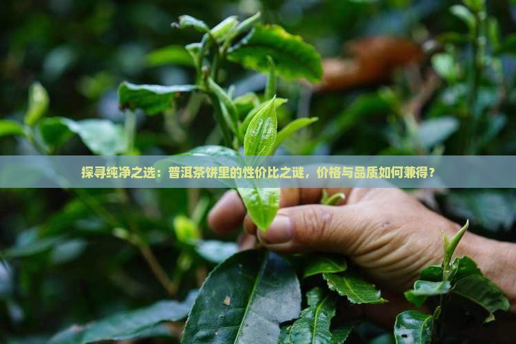 探寻纯净之选：普洱茶饼里的性价比之谜，价格与品质如何兼得？