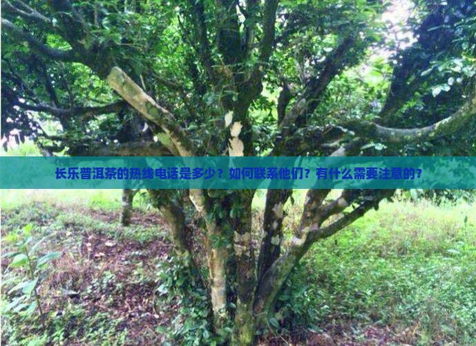 长乐普洱茶的热线电话是多少？如何联系他们？有什么需要注意的？