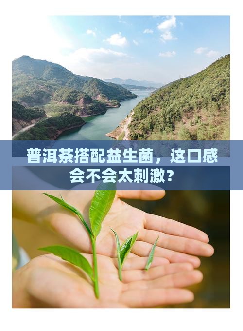 普洱茶搭配益生菌，这口感会不会太刺激？
