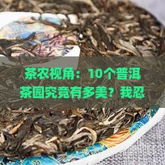 茶农视角：10个普洱茶园究竟有多美？我忍不住拍手叫好！