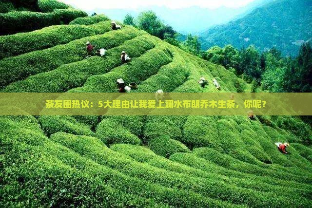茶友圈热议：5大理由让我爱上澜水布朗乔木生茶，你呢？