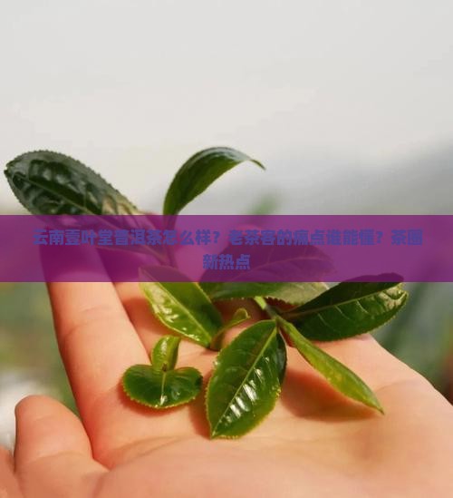云南壹叶堂普洱茶怎么样？老茶客的痛点谁能懂？茶圈新热点