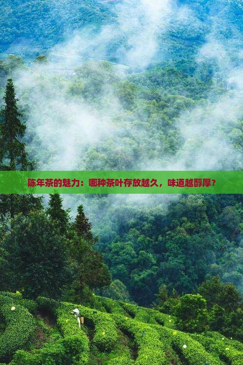 陈年茶的魅力：哪种茶叶存放越久，味道越醇厚？