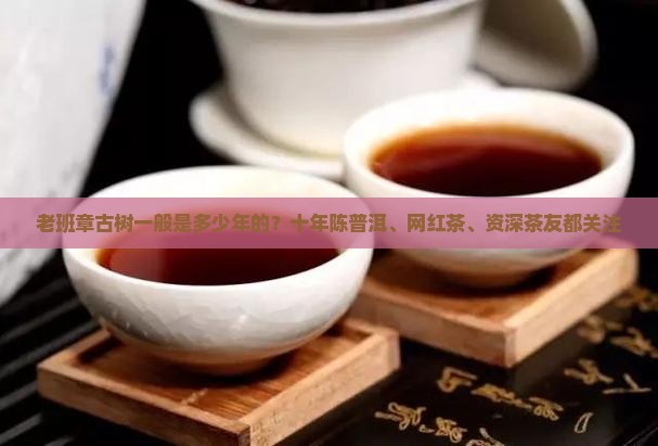 老班章古树一般是多少年的？十年陈普洱、网红茶、资深茶友都关注