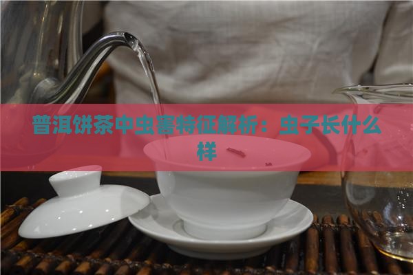 普洱饼茶中虫害特征解析：虫子长什么样