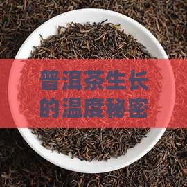 普洱茶生长的温度秘密，多少度它说不？