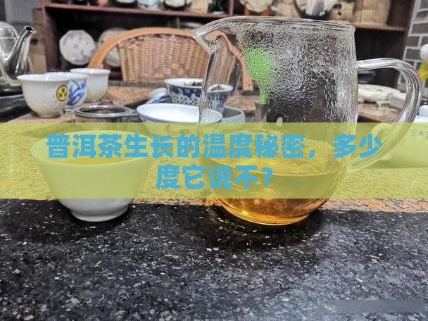 普洱茶生长的温度秘密，多少度它说不？