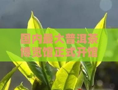 国内最大普洱茶博览馆正式开馆