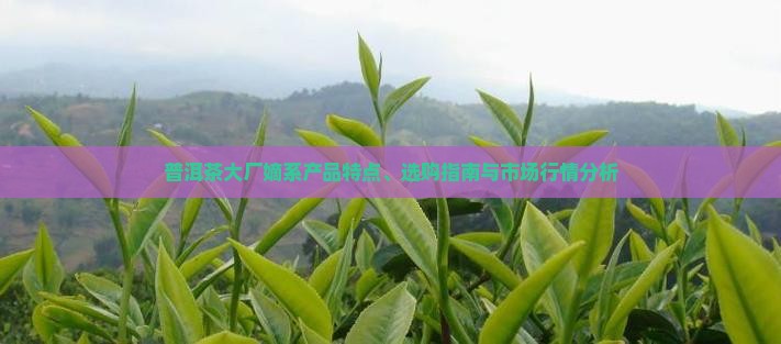 普洱茶大厂嫡系产品特点、选购指南与市场行情分析