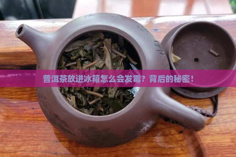 普洱茶放进冰箱怎么会发霉？背后的秘密！
