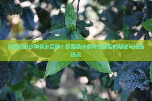 究竟有多少种茶叶品种？探索茶叶多样性背后的秘密与市场热点