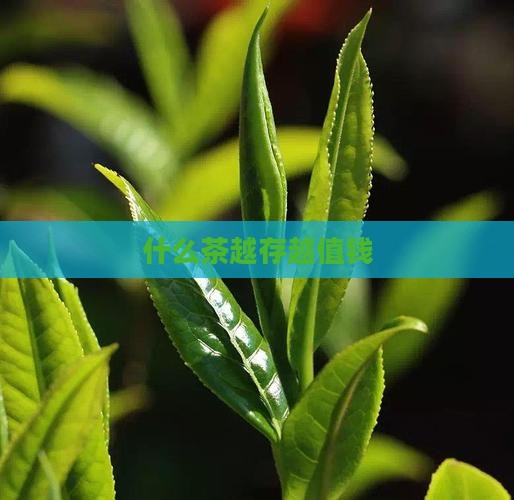 什么茶越存越值钱