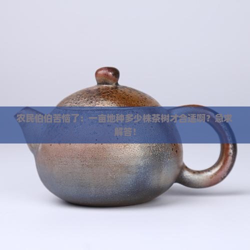 农民伯伯苦恼了：一亩地种多少株茶树才合适啊？急求解答！