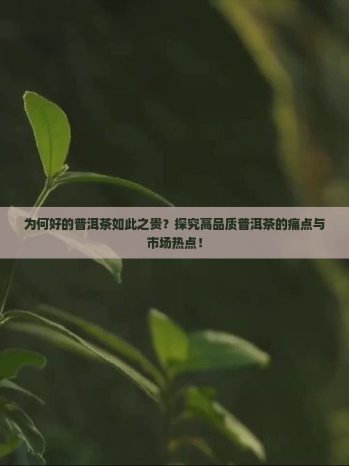 为何好的普洱茶如此之贵？探究高品质普洱茶的痛点与市场热点！