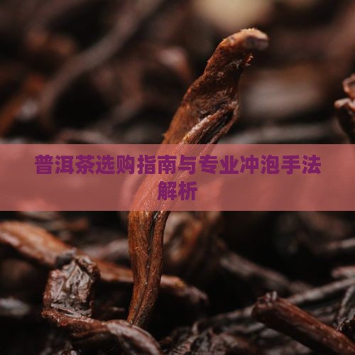普洱茶选购指南与专业冲泡手法解析